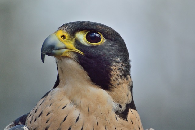 Peregrine Falcon - Speed Champion In The Birds