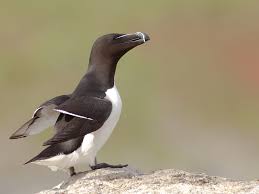 Razorbill (Alca torda)