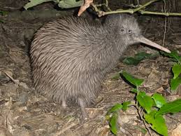 Rowi Kiwi (Apteryx rowi)