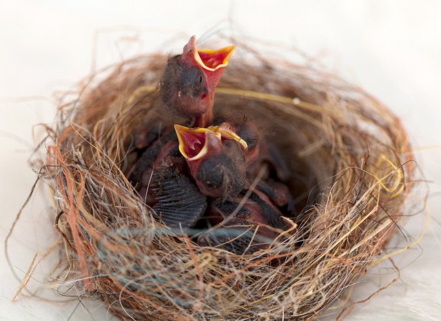 Small birds Singing In The Morning