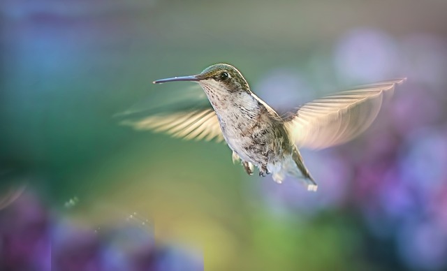Symbolic Meaning of Hummingbirds