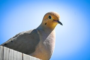 Mourning Dove Represent