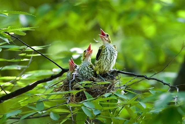 birds in garden
