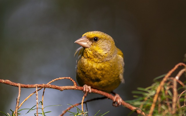 birds suddenly appear On Plant