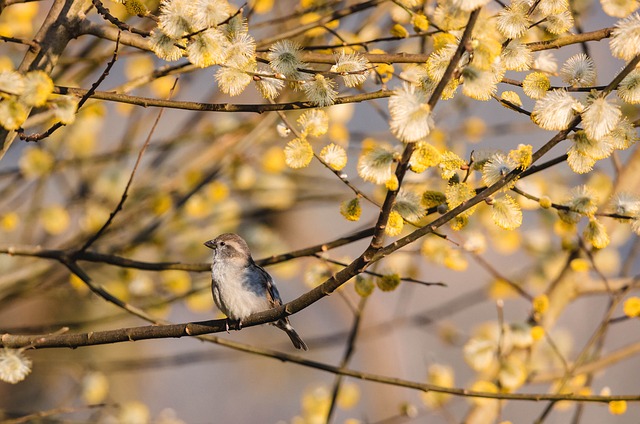 birds suddenly appear window