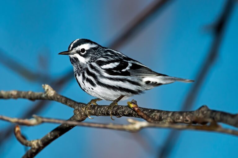 black-and-white birds group