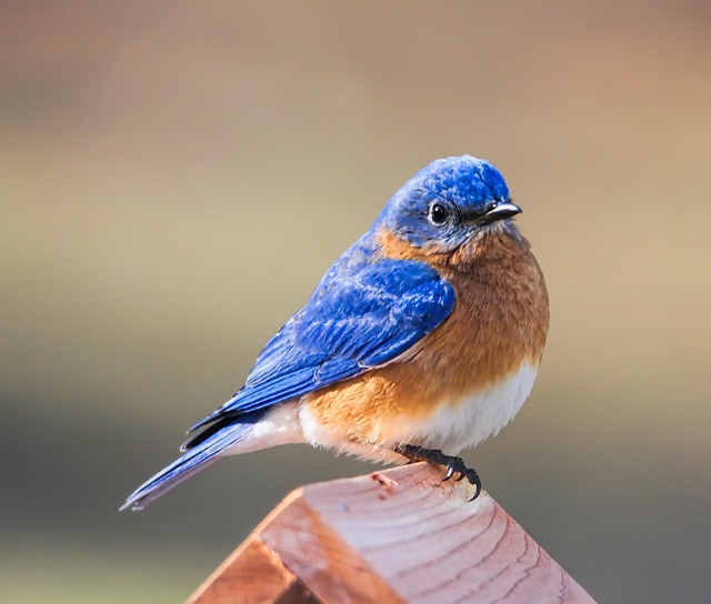 bluebird Picture