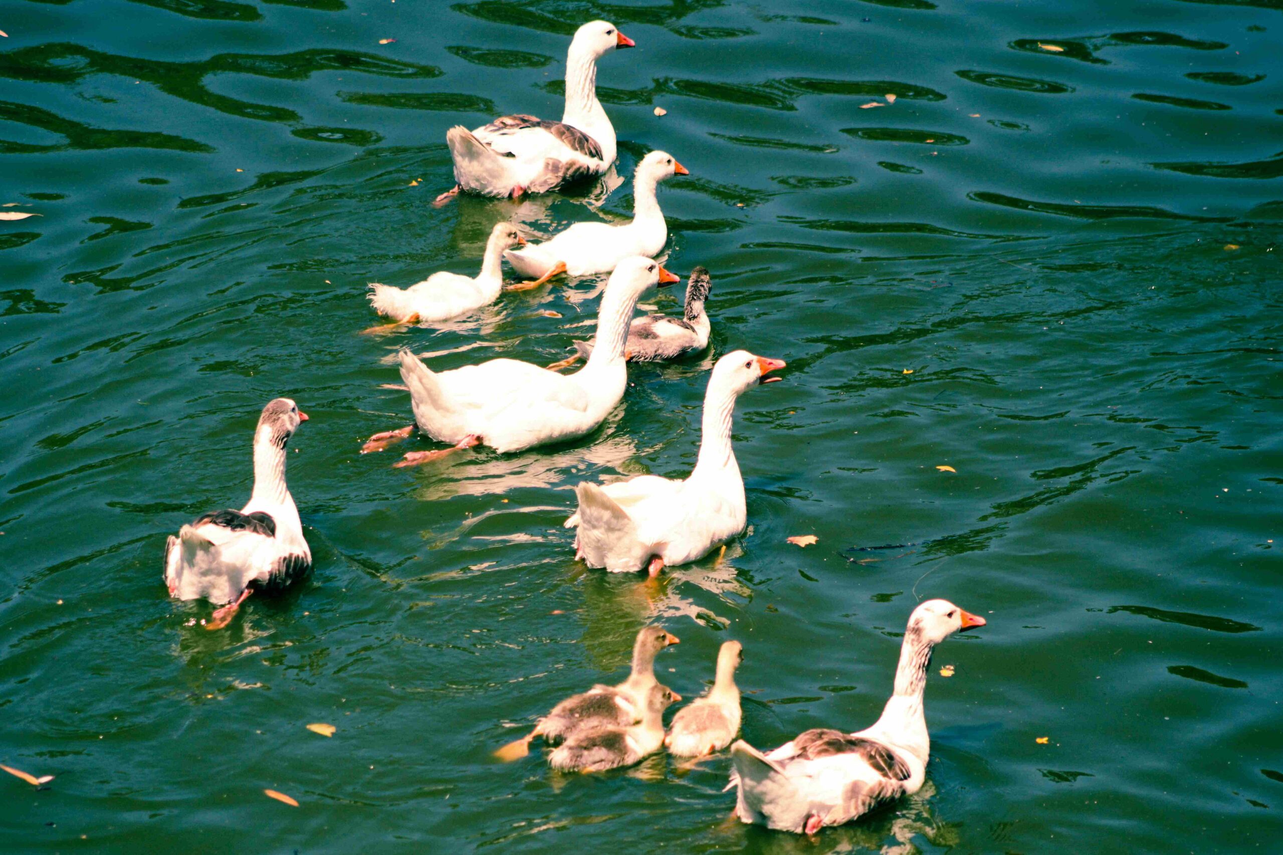 Group of Ducks