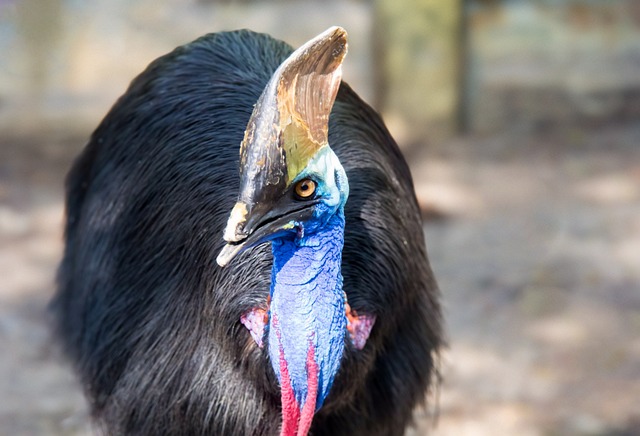 cassowaries bird