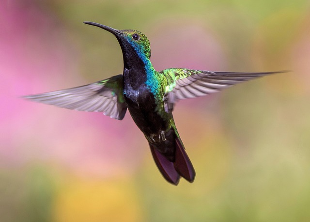 hummingbird Meaning