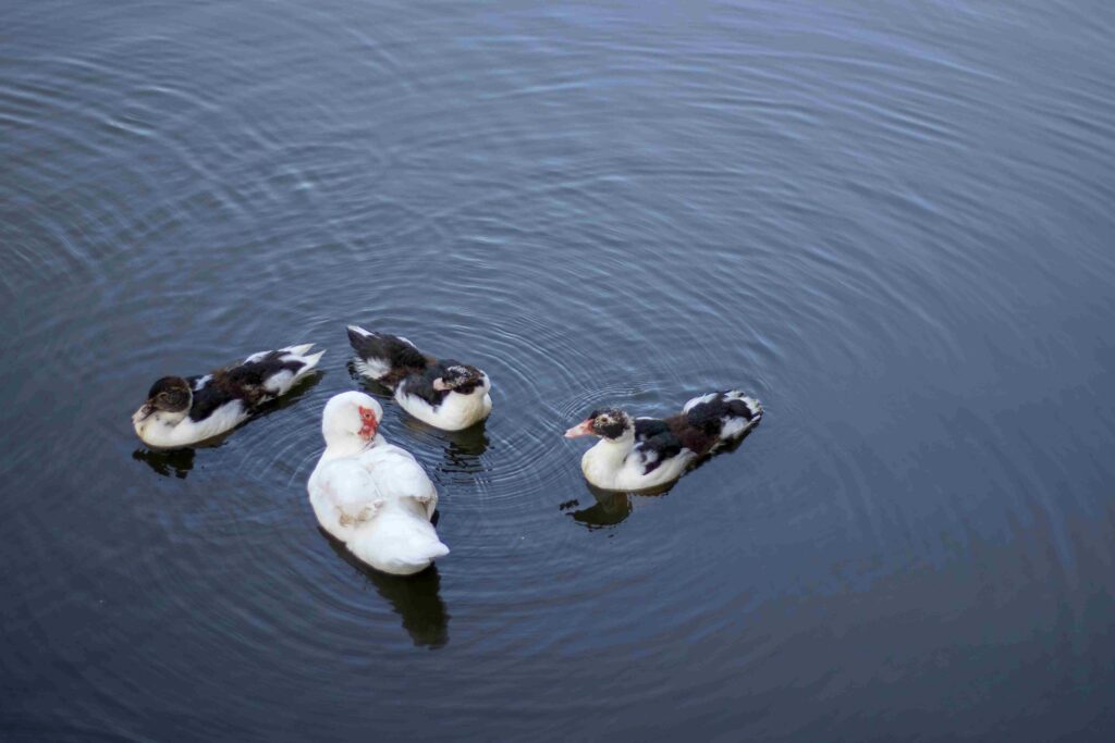 Group of Ducks In Water