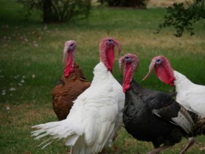 Group Of Turkey