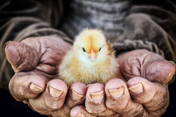 New Born Bird Care