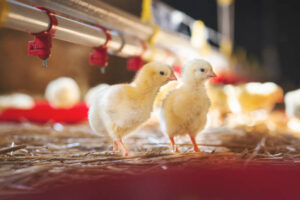 New Born Bird Feed