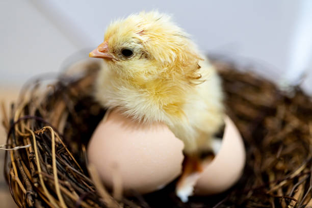 New Born Bird Food