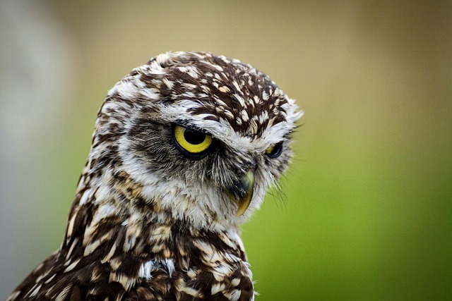 owl bird