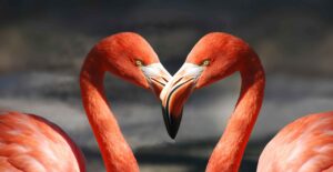 how do birds mate