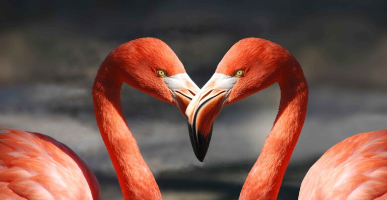 how do birds mate