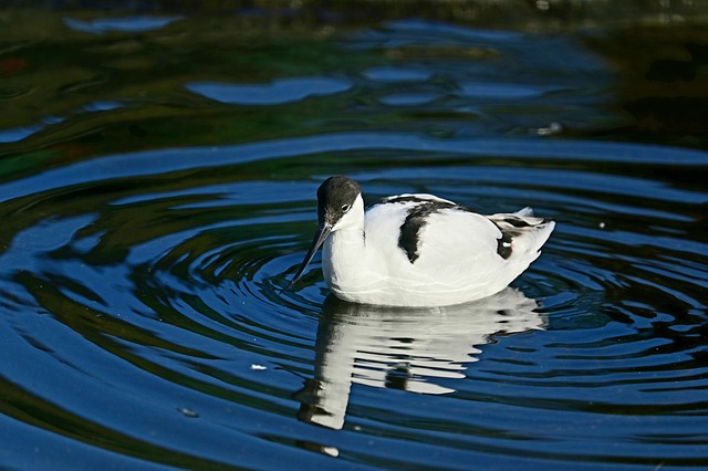 pied avocet bird