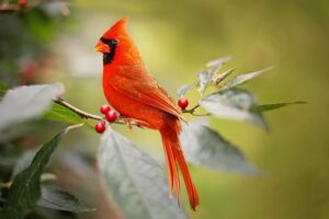 red cardinal significance