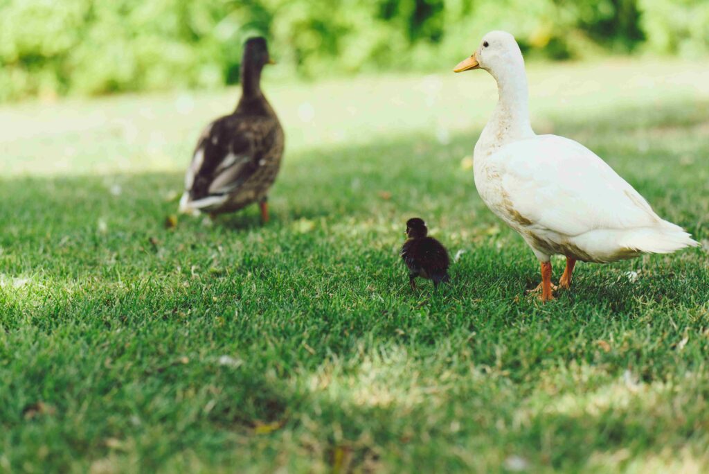 Ducks Group Name