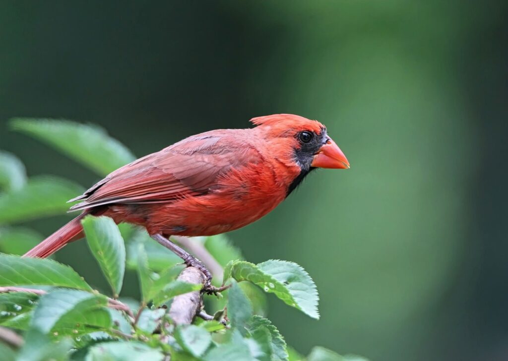 significance of cardinal bird