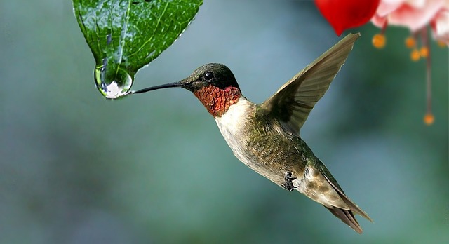 simple hummingbird nectar recipe