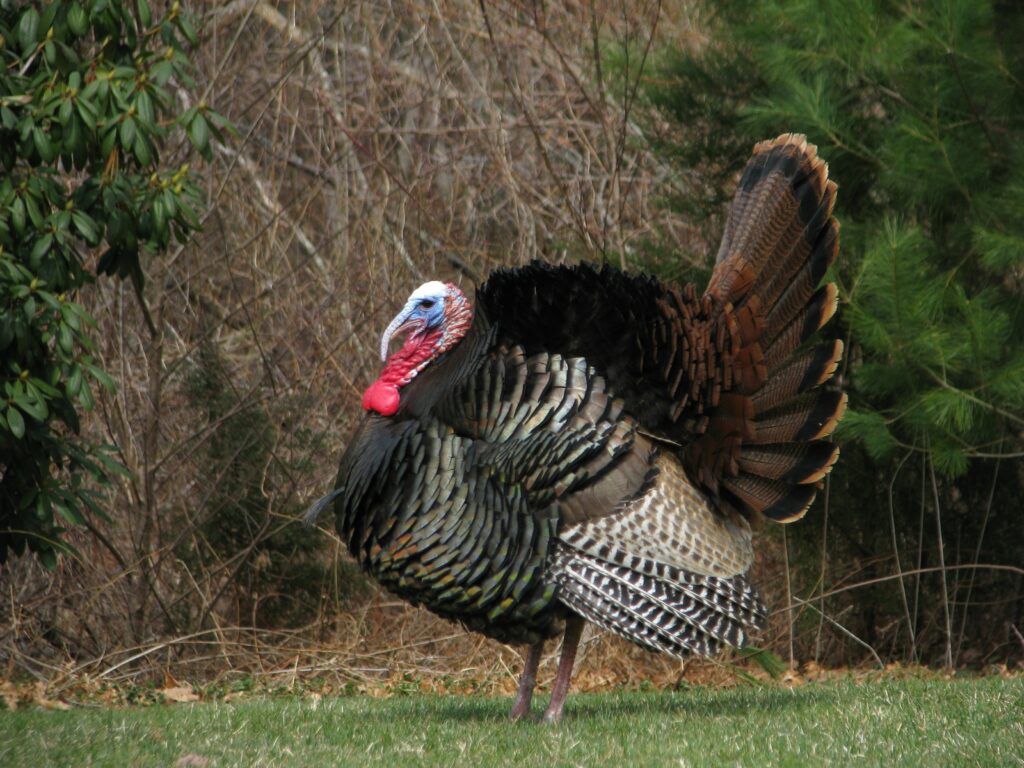 Turkey Bird 